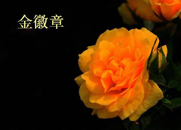月季詩(shī)詞賞析——來(lái)月季網(wǎng)博友(圖3)